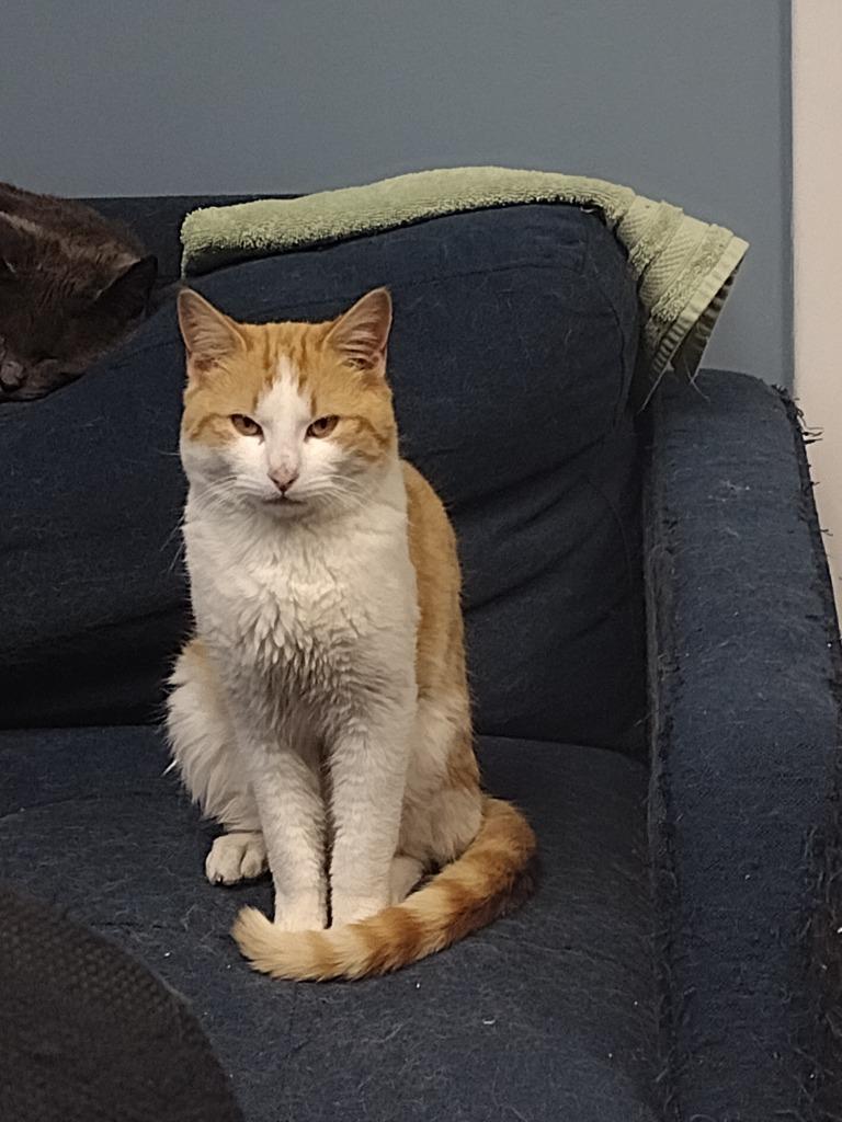 Fred, a Adoptable Domestic Short Hair in LIberty, NY image 1/3