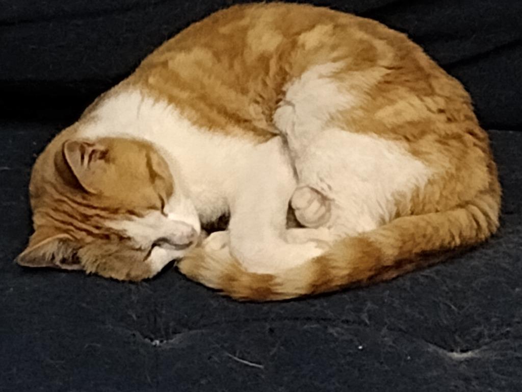 Fred, a Adoptable Domestic Short Hair in LIberty, NY image 2/3