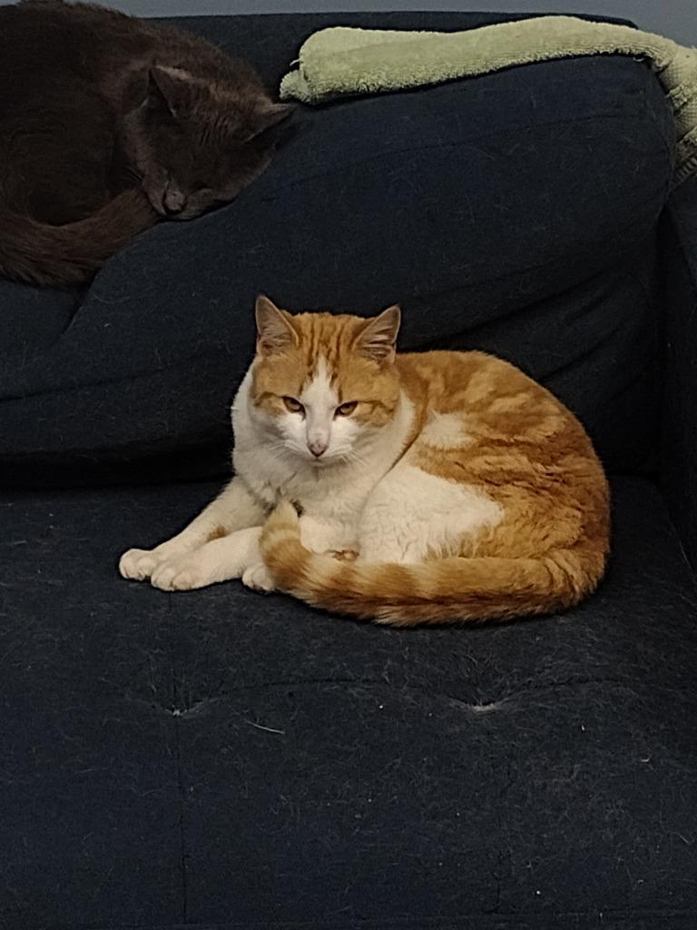 Fred, a Adoptable Domestic Short Hair in LIberty, NY image 3/3