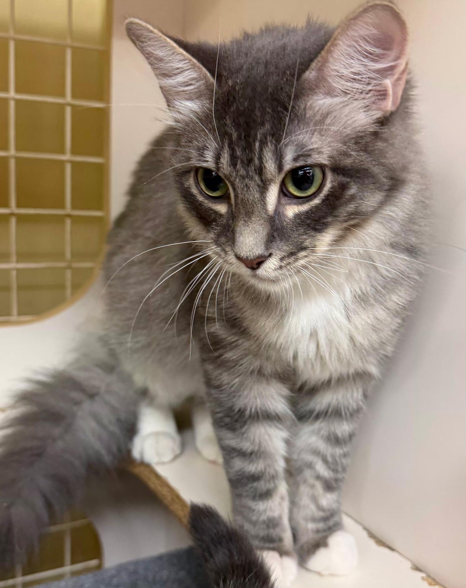 Enlarge Grumpy, a Adoptable Domestic Medium Hair in Grand Prairie, TX image 2/3