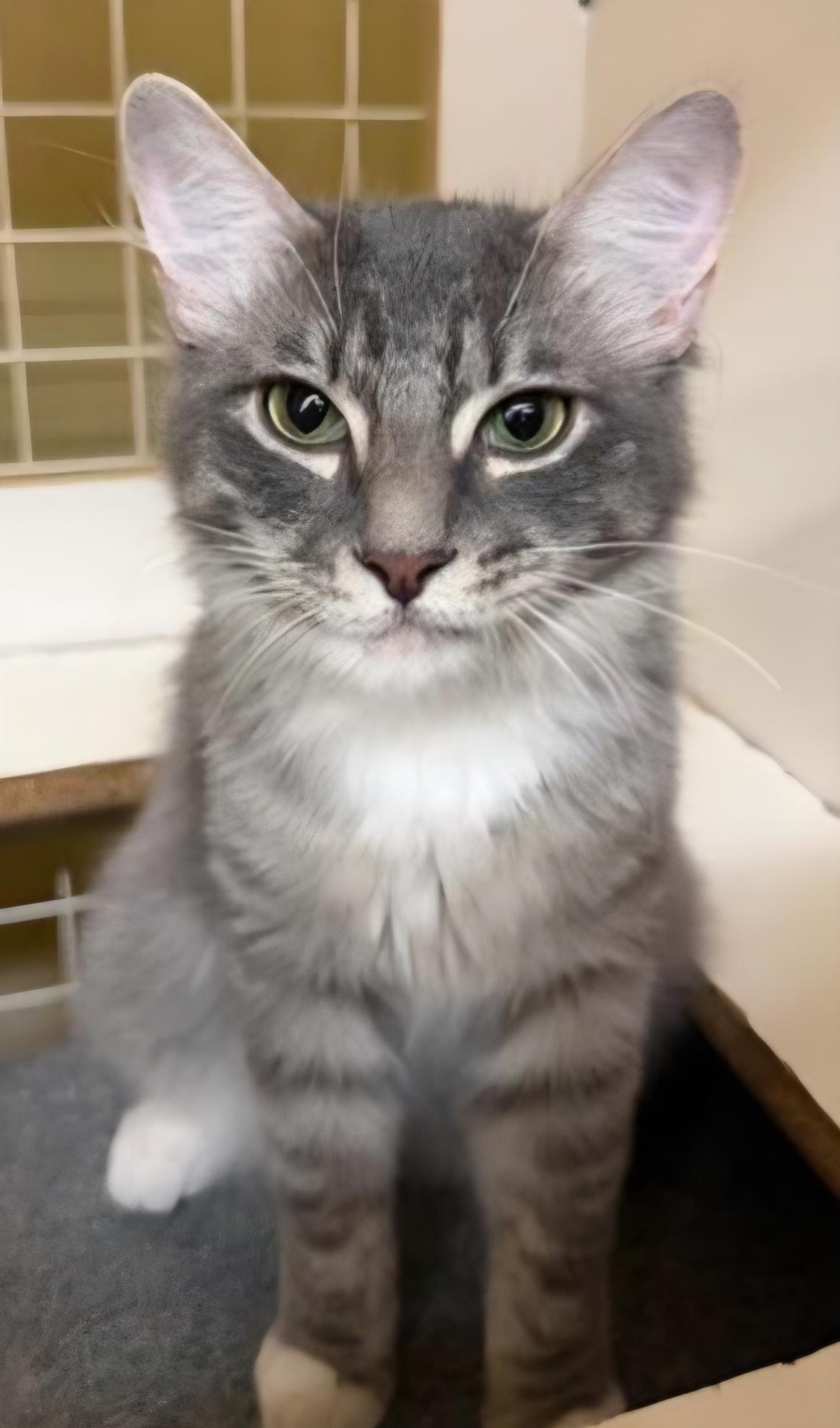Enlarge Grumpy, a Adoptable Domestic Medium Hair in Grand Prairie, TX image 1/3