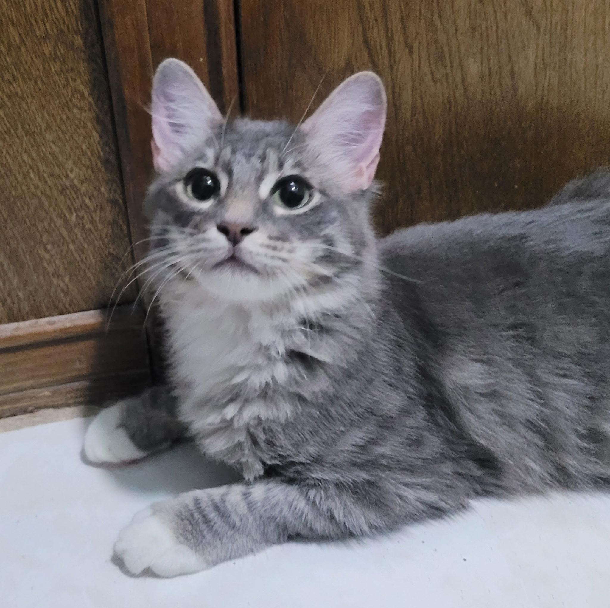Enlarge Grumpy, a Adoptable Domestic Medium Hair in Grand Prairie, TX image 3/3