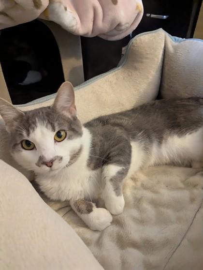 Chandler, a Adoptable Domestic Short Hair in Traverse City, MI image 3/3