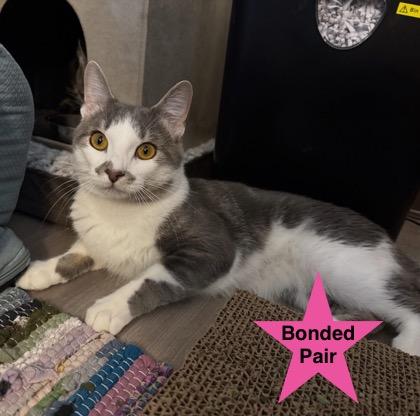 Chandler, a Adoptable Domestic Short Hair in Traverse City, MI image 1/3