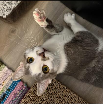 Chandler, a Adoptable Domestic Short Hair in Traverse City, MI image 2/3