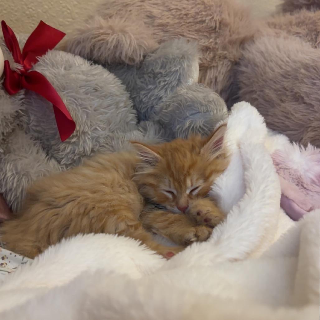 Muffin, Adoptable, Kitten Female Domestic Long Hair.