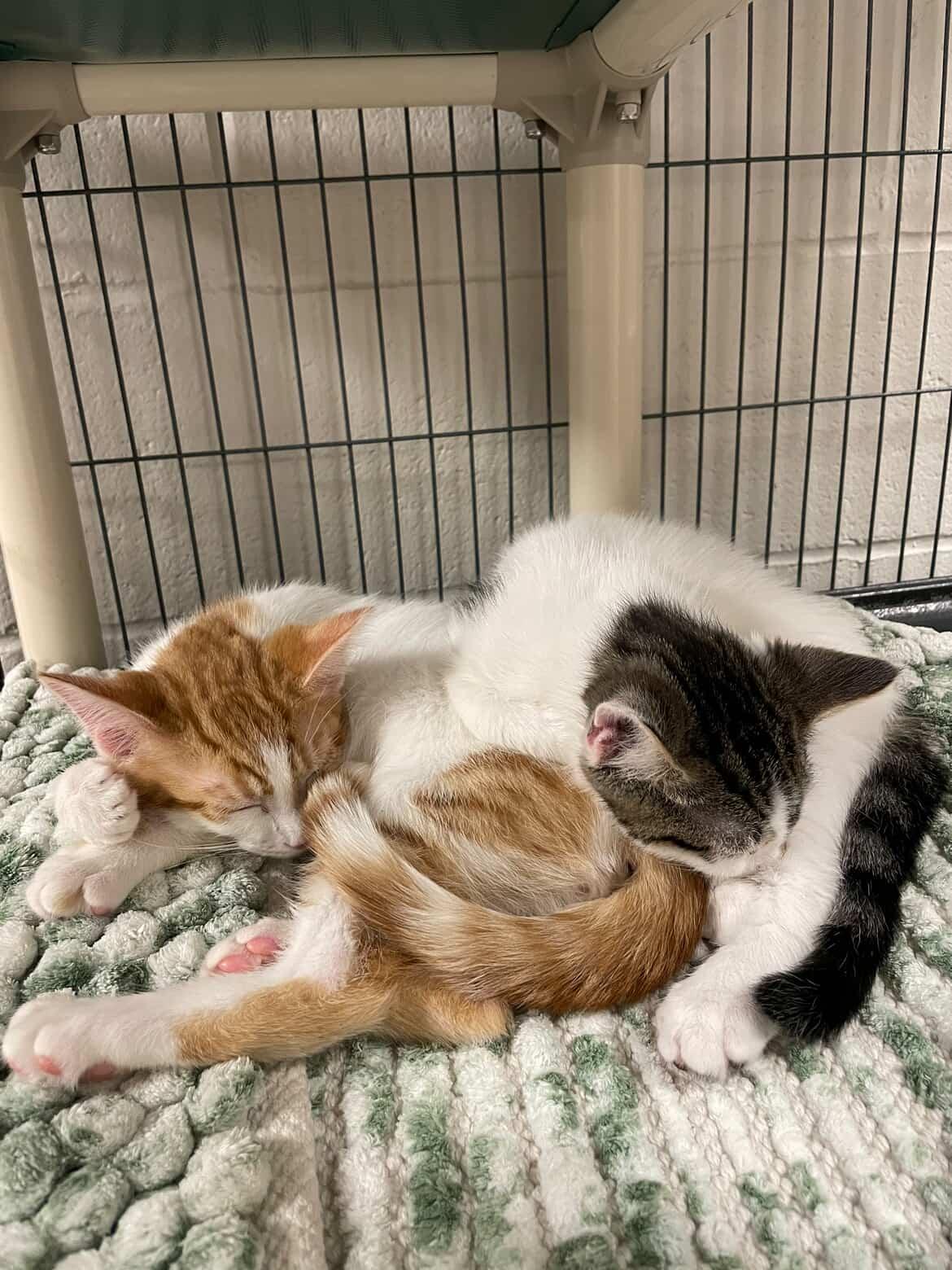 Lloyd Christmas & Harry Dunne