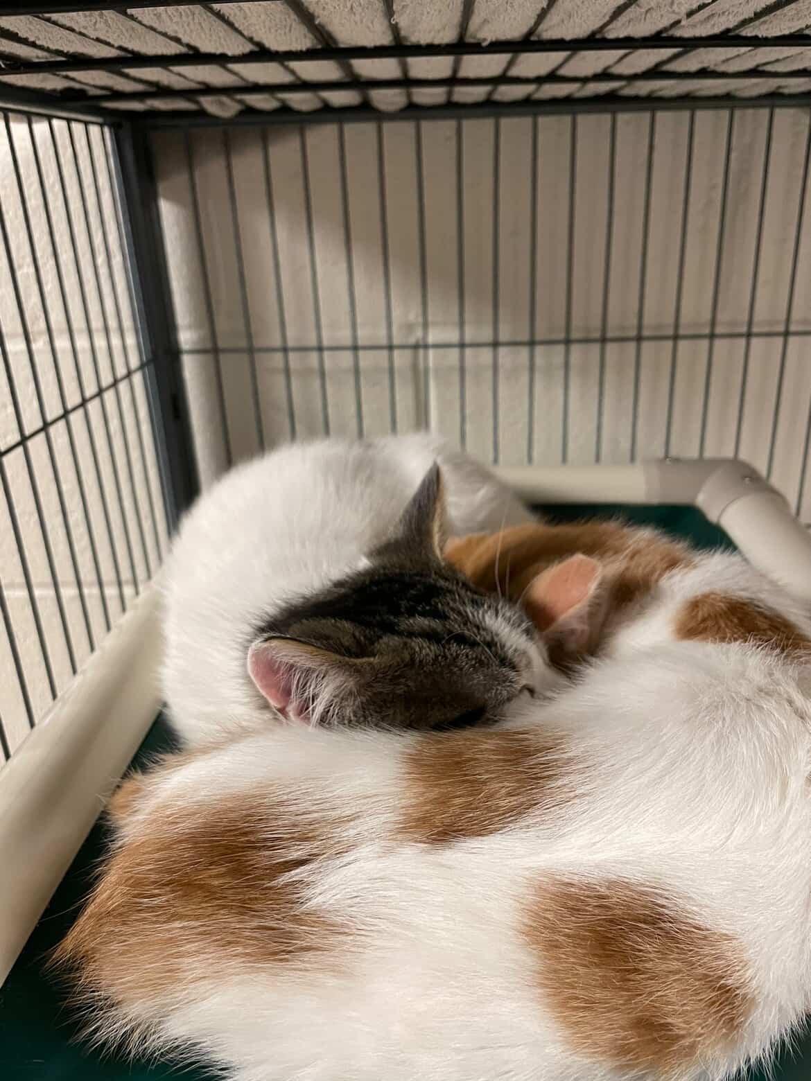 Lloyd Christmas & Harry Dunne