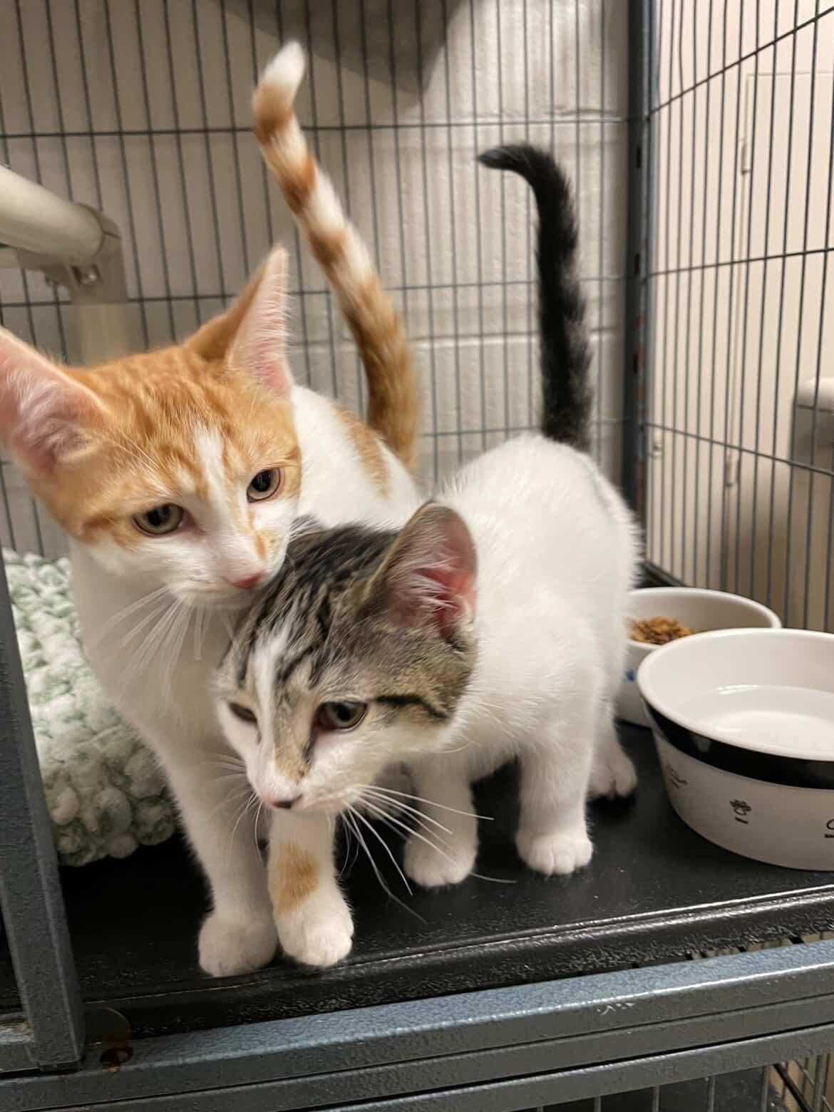 Lloyd Christmas & Harry Dunne