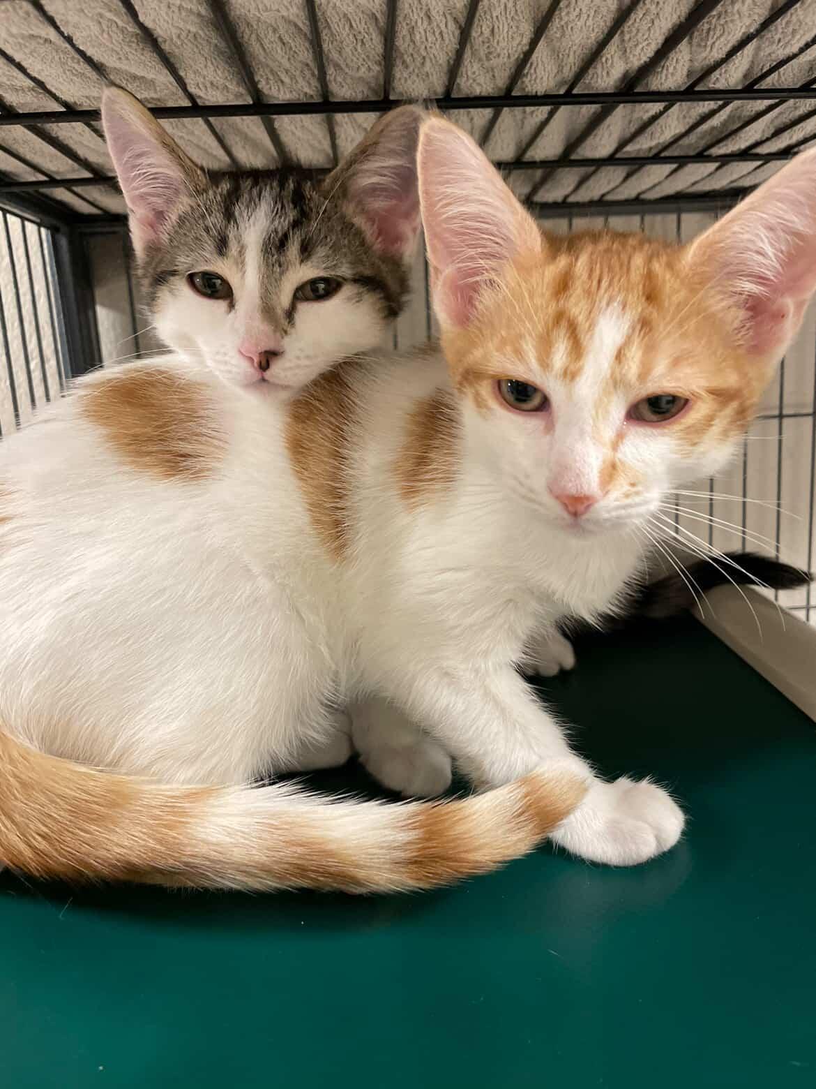 Lloyd Christmas & Harry Dunne