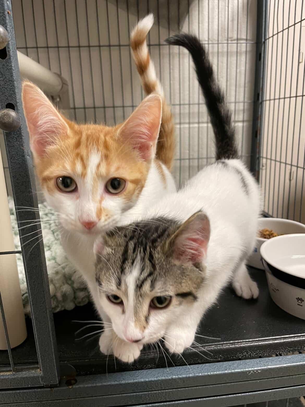 Lloyd Christmas & Harry Dunne