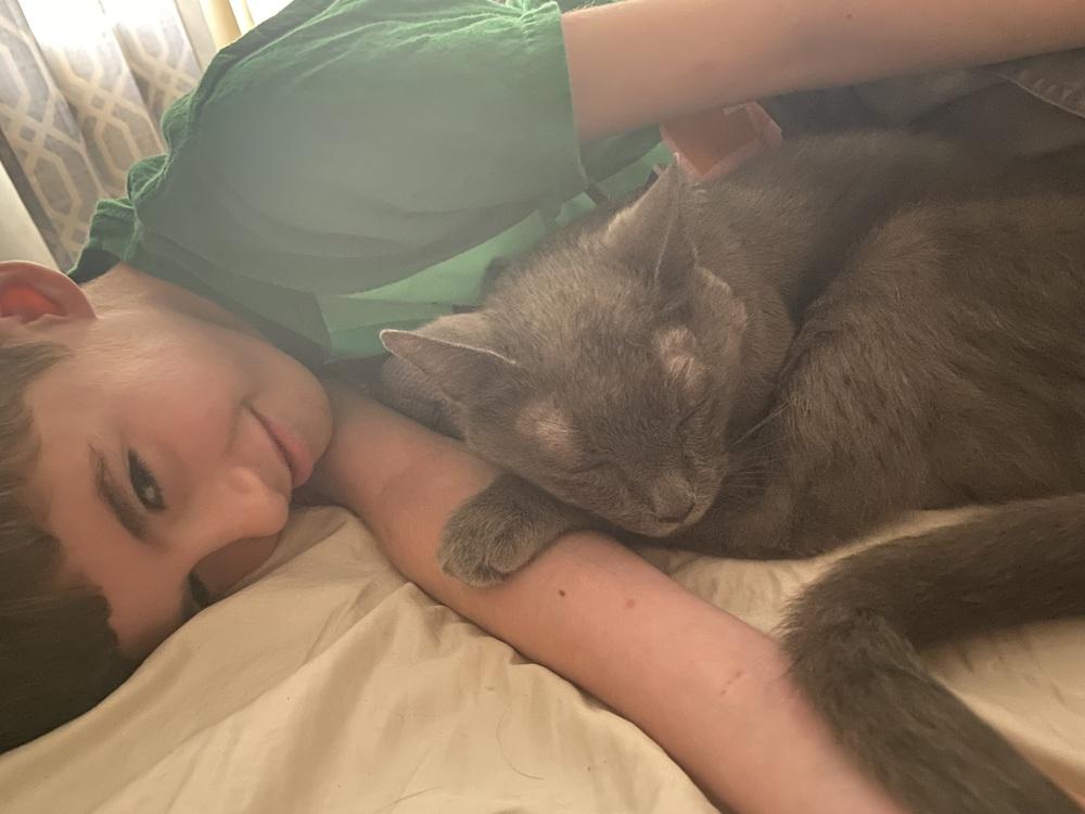 Isabella, Adoptable, Senior Female Domestic Short Hair.