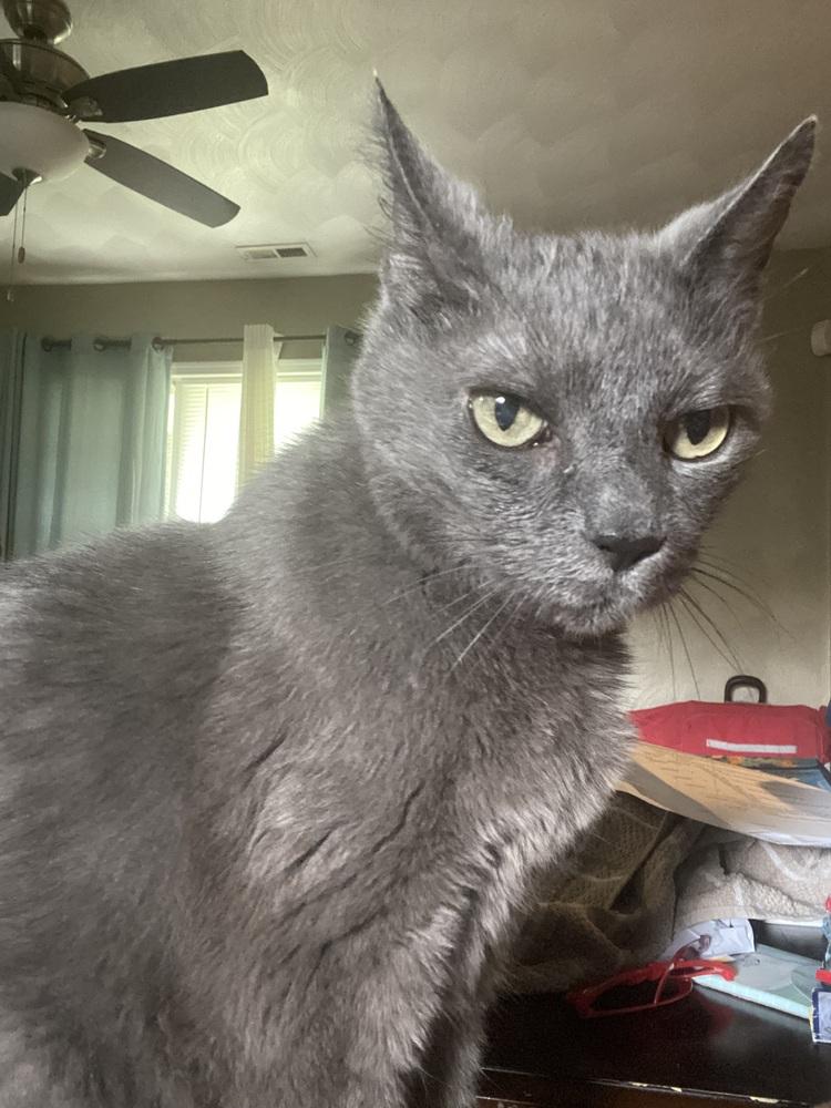 Isabella, a Adoptable Domestic Short Hair in Virginia Beach, VA image 2/3