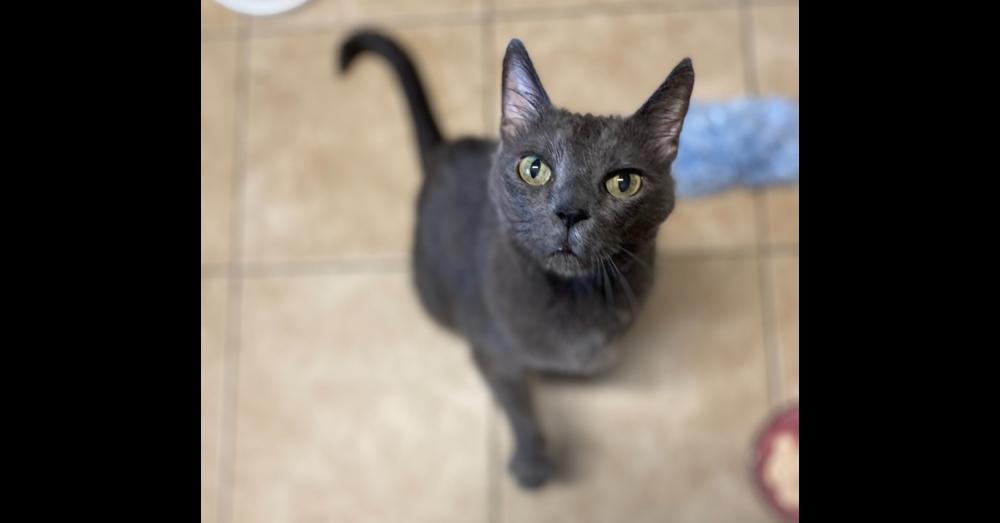 Isabella, a Adoptable Domestic Short Hair in Virginia Beach, VA image 3/3