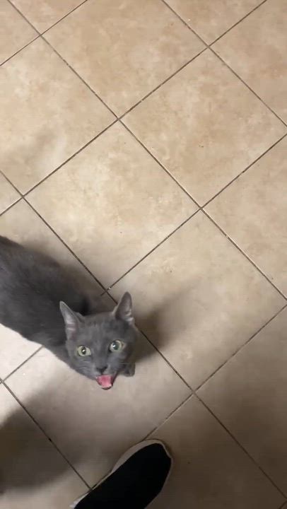 Enlarge Isabella, a Adoptable Domestic Short Hair in Virginia Beach, VA video 4/4