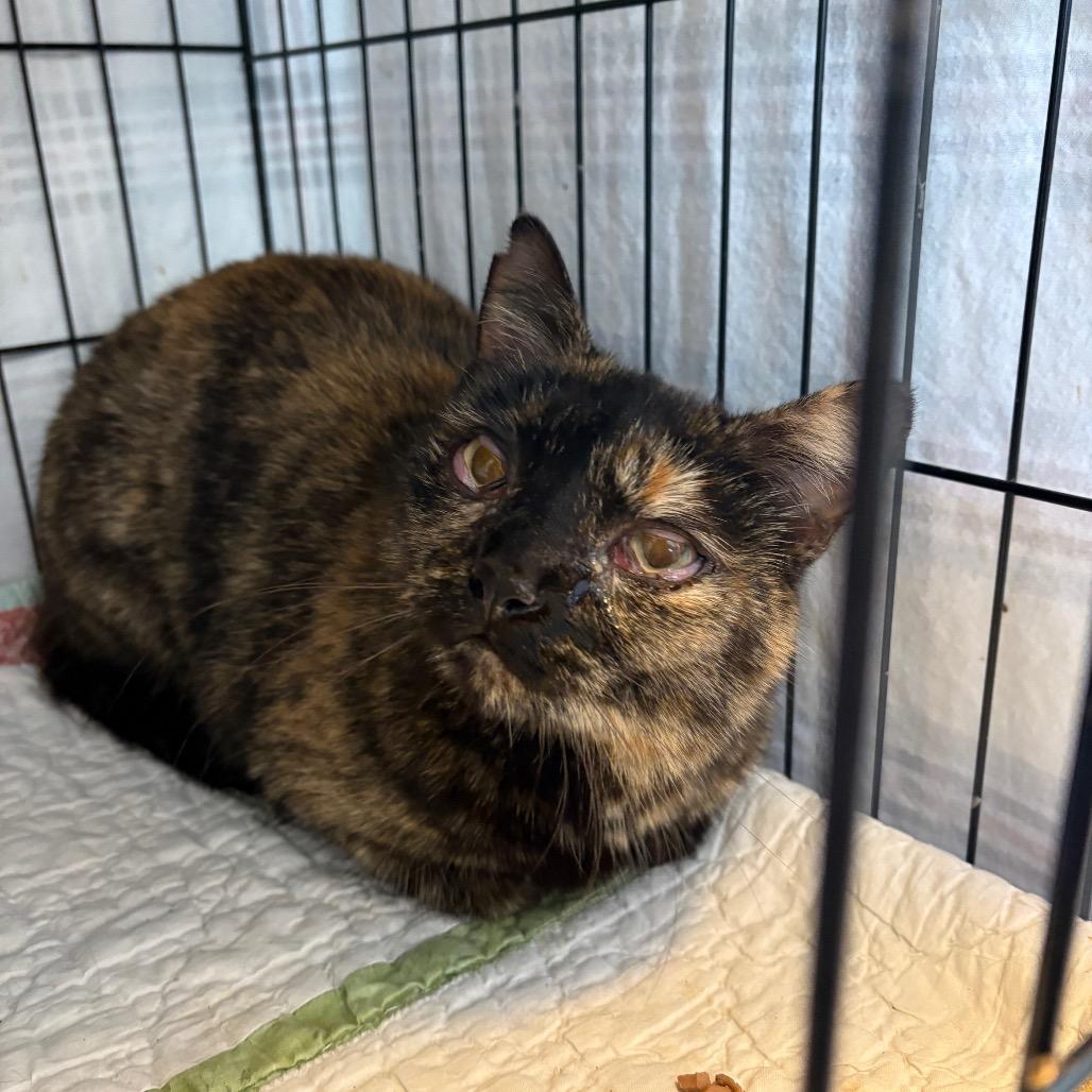 Cheese, Adoptable, Adult Female Domestic Short Hair.