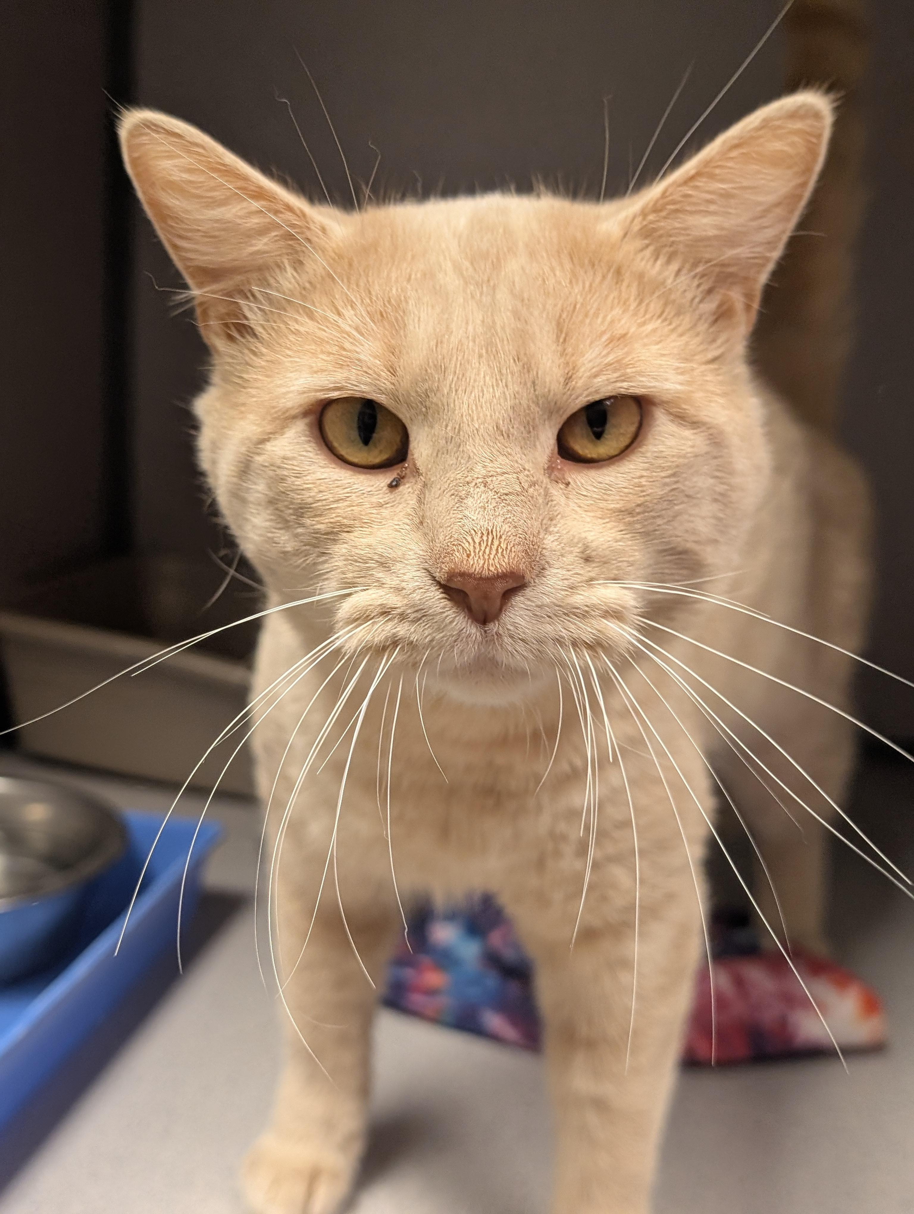 Kenworth — thumbnail 2