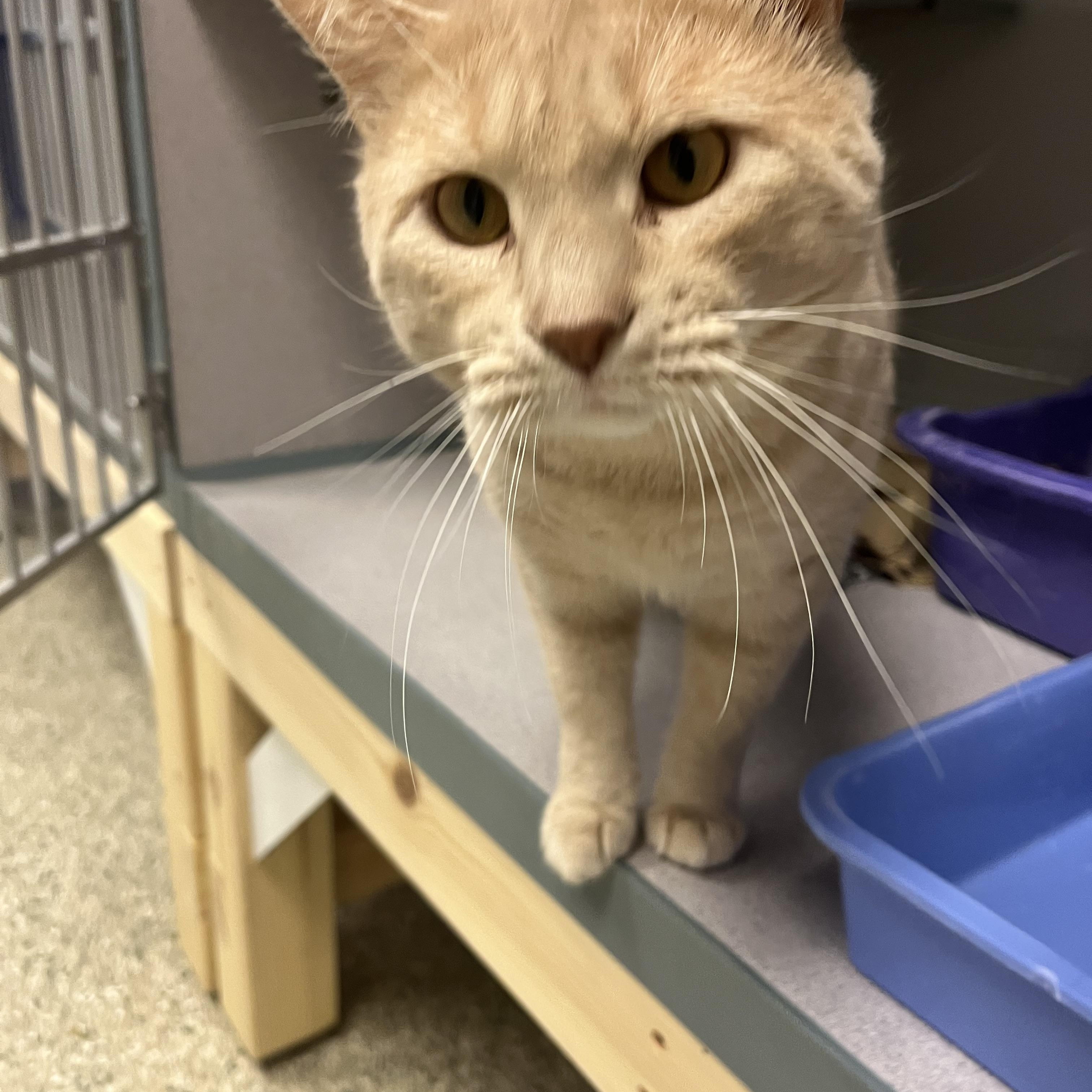 Kenworth — thumbnail 3