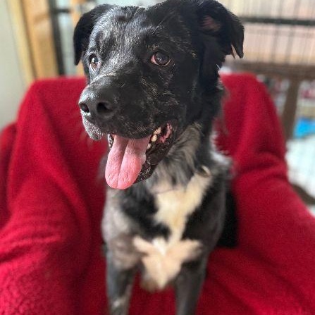Palmer, Adoptable, Adult Male Border Collie.