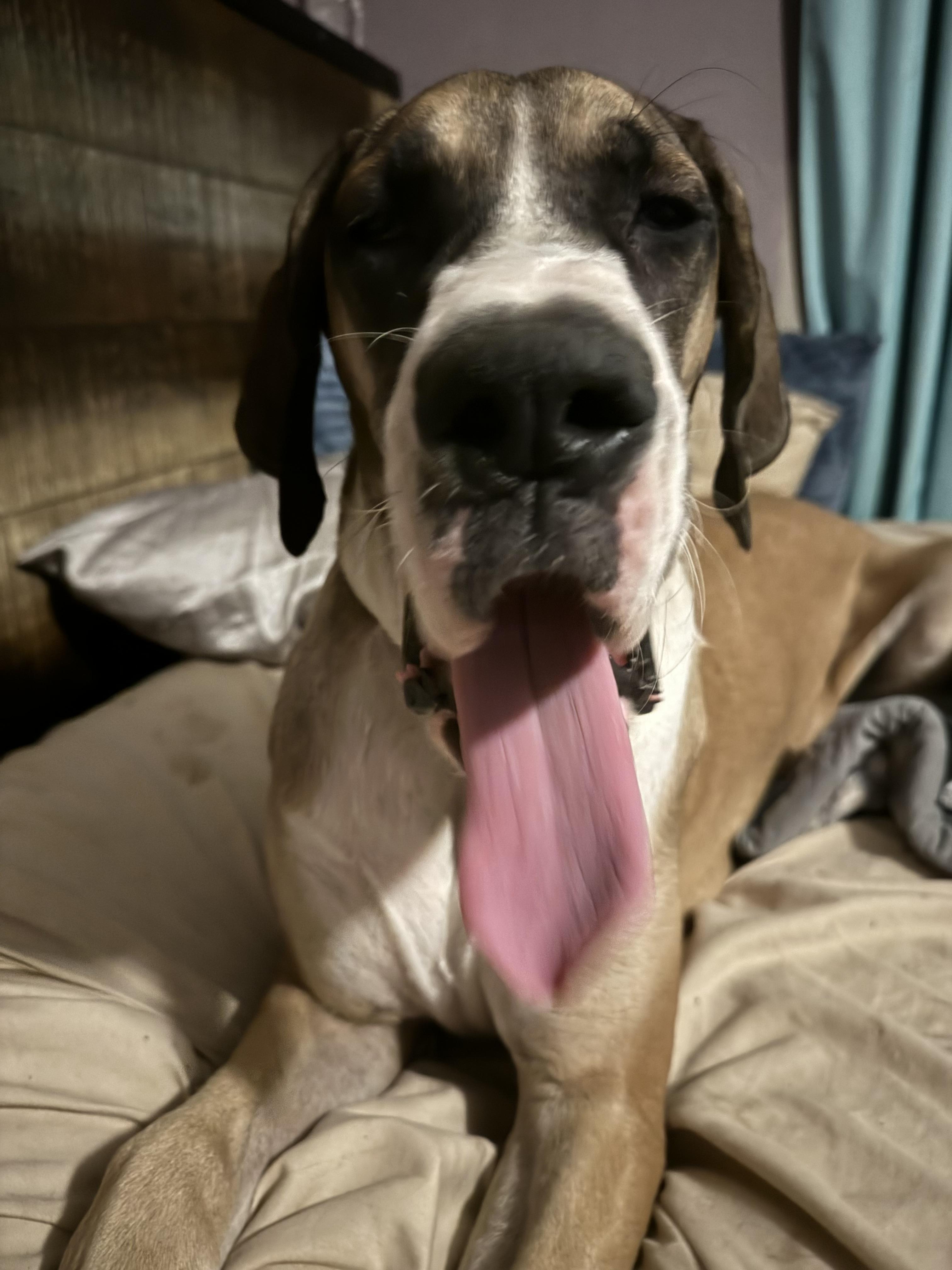 Enlarge Cherry CL, a ADOPTABLE Great Dane in Olathe, KS image 4/5