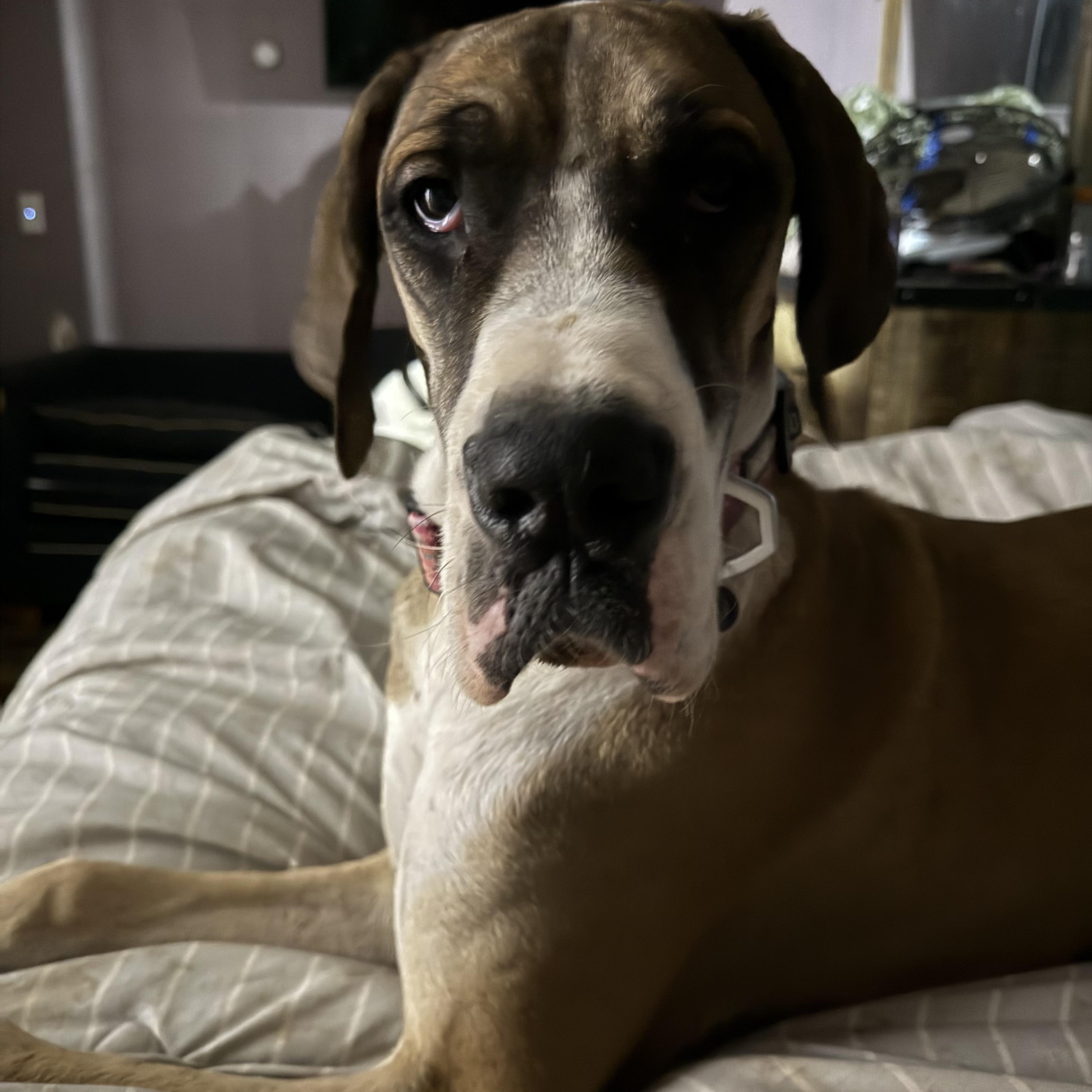 Cherry CL, ADOPTABLE, Young Female Great Dane.