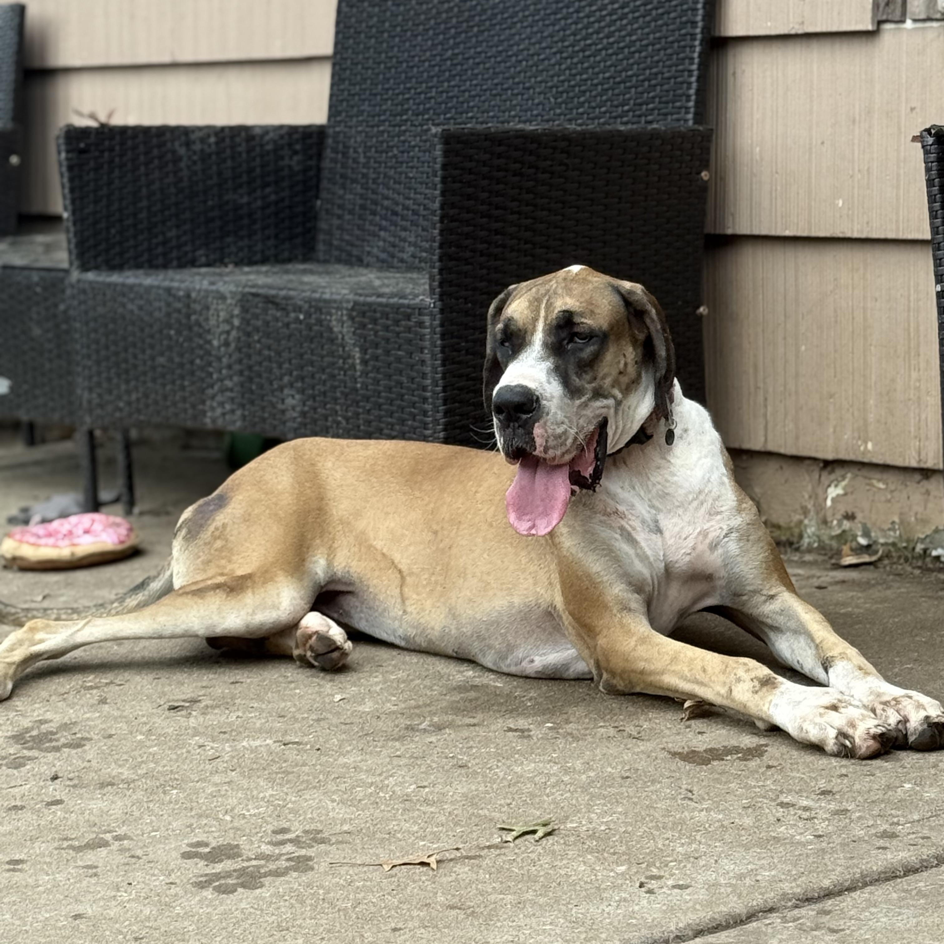 Enlarge Cherry CL, a ADOPTABLE Great Dane in Olathe, KS image 2/5