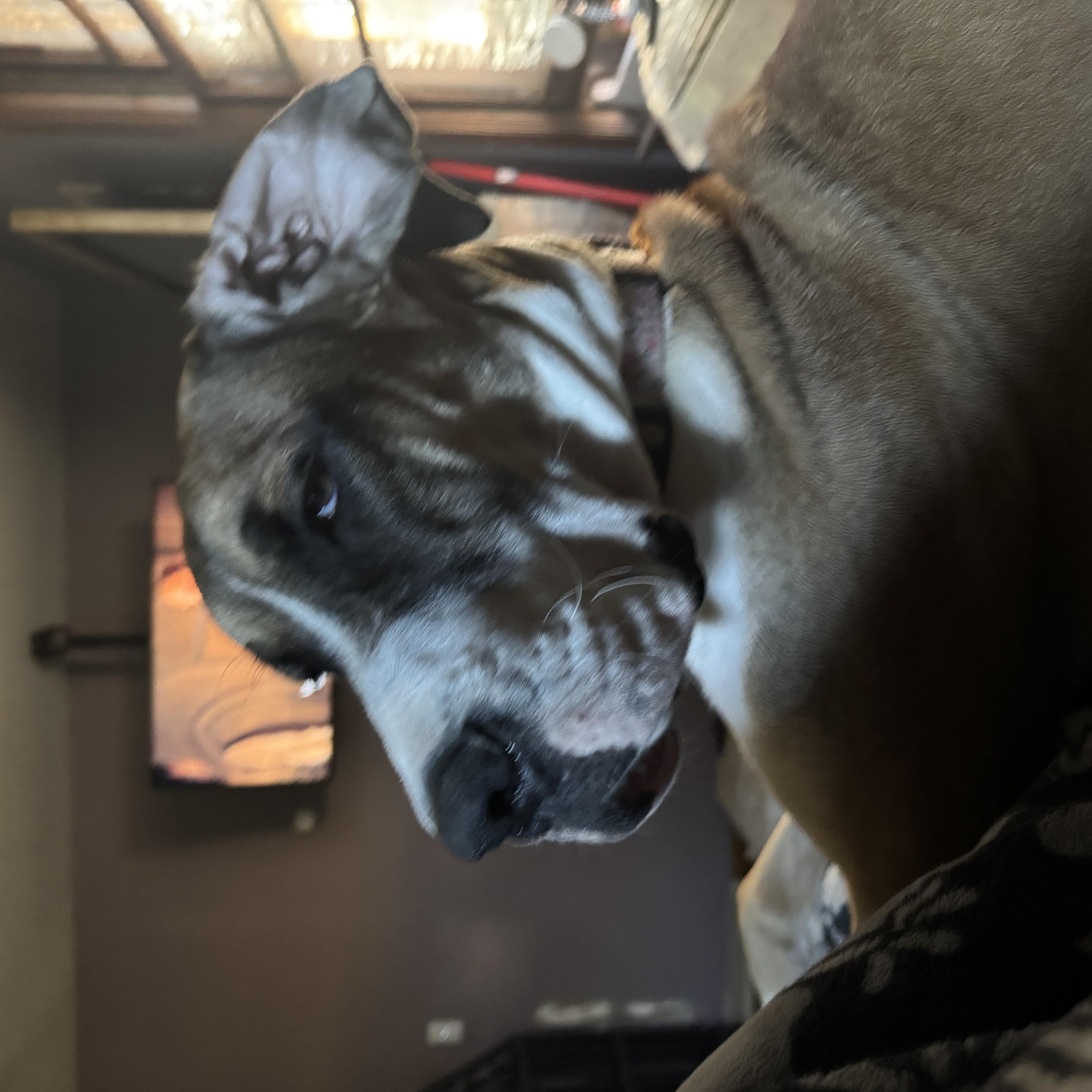 Enlarge Cherry CL, a ADOPTABLE Great Dane in Olathe, KS image 3/5