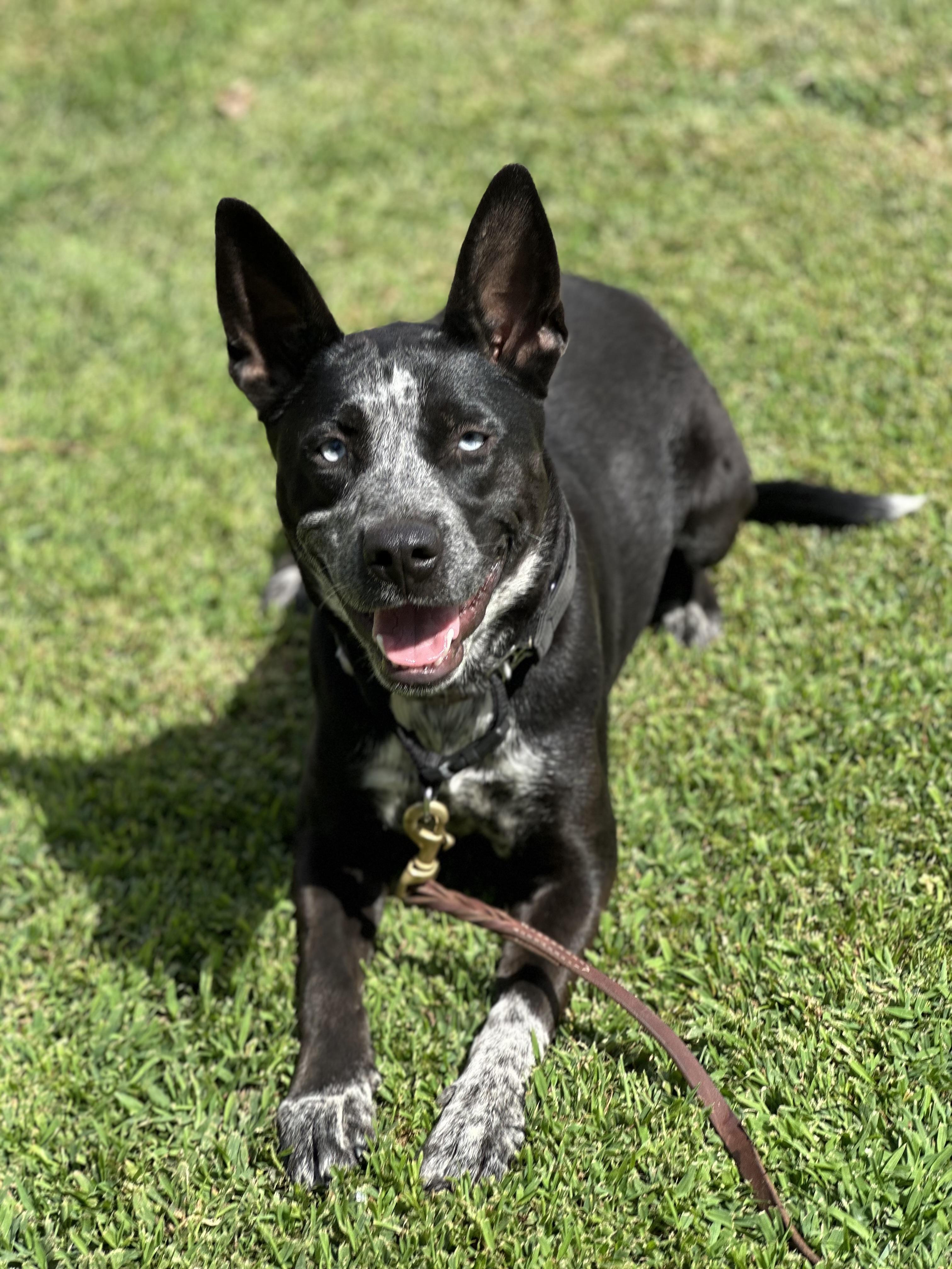 Josie, a Adoptable mixed breed in Bakersfield, CA image 1/5