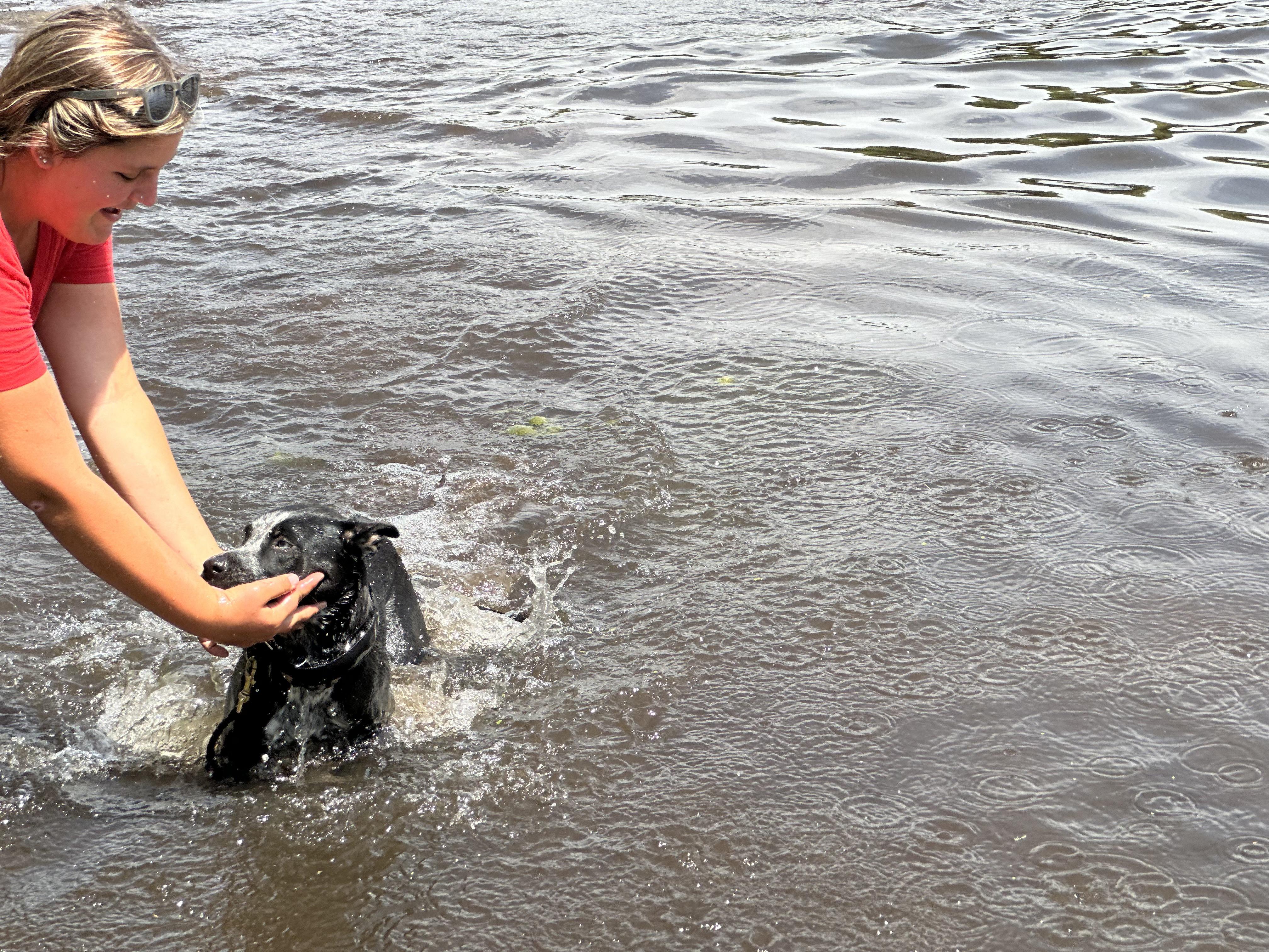 Josie, a Adoptable mixed breed in Bakersfield, CA image 2/5