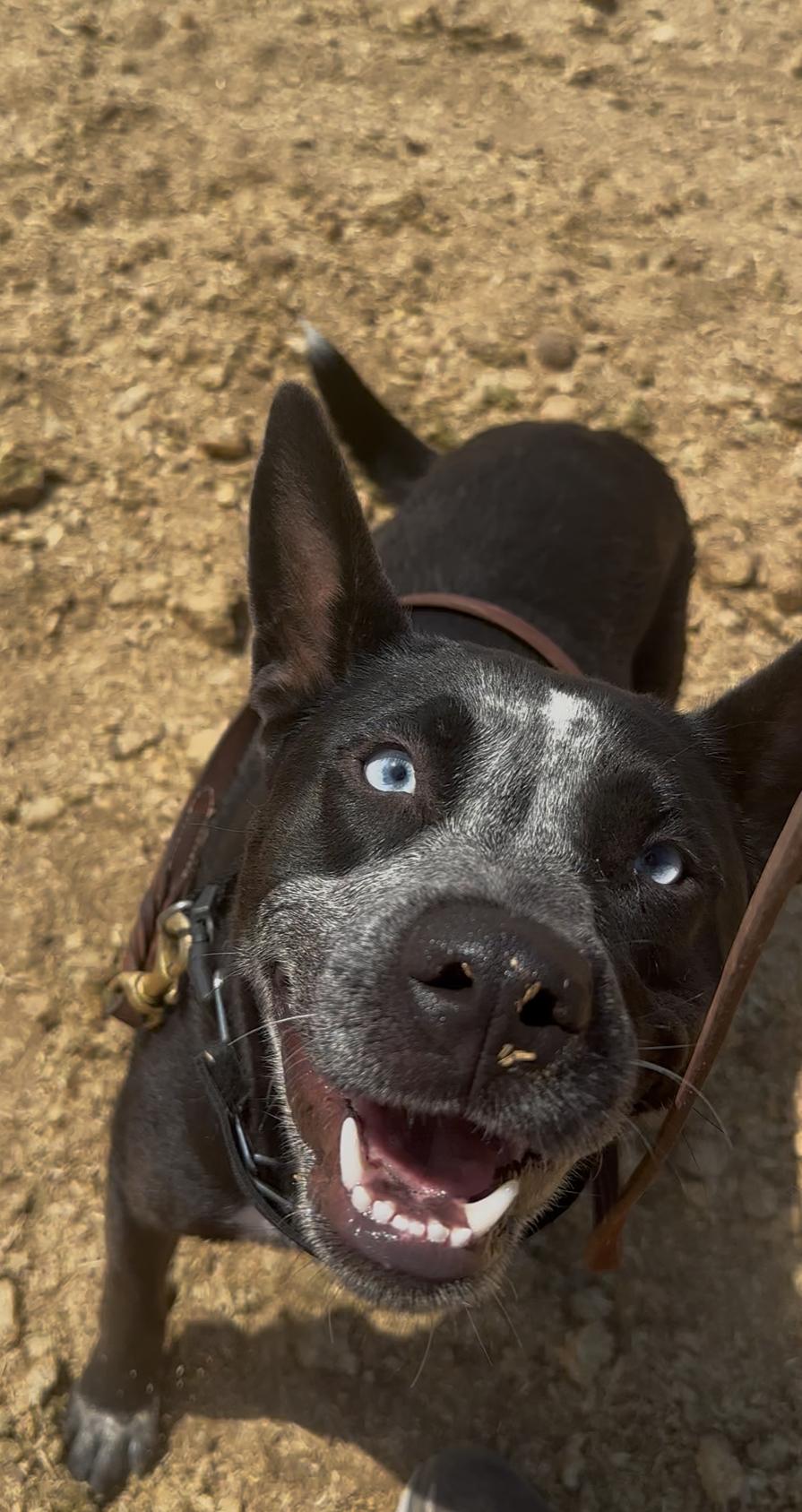 Josie, a Adoptable mixed breed in Bakersfield, CA image 3/5