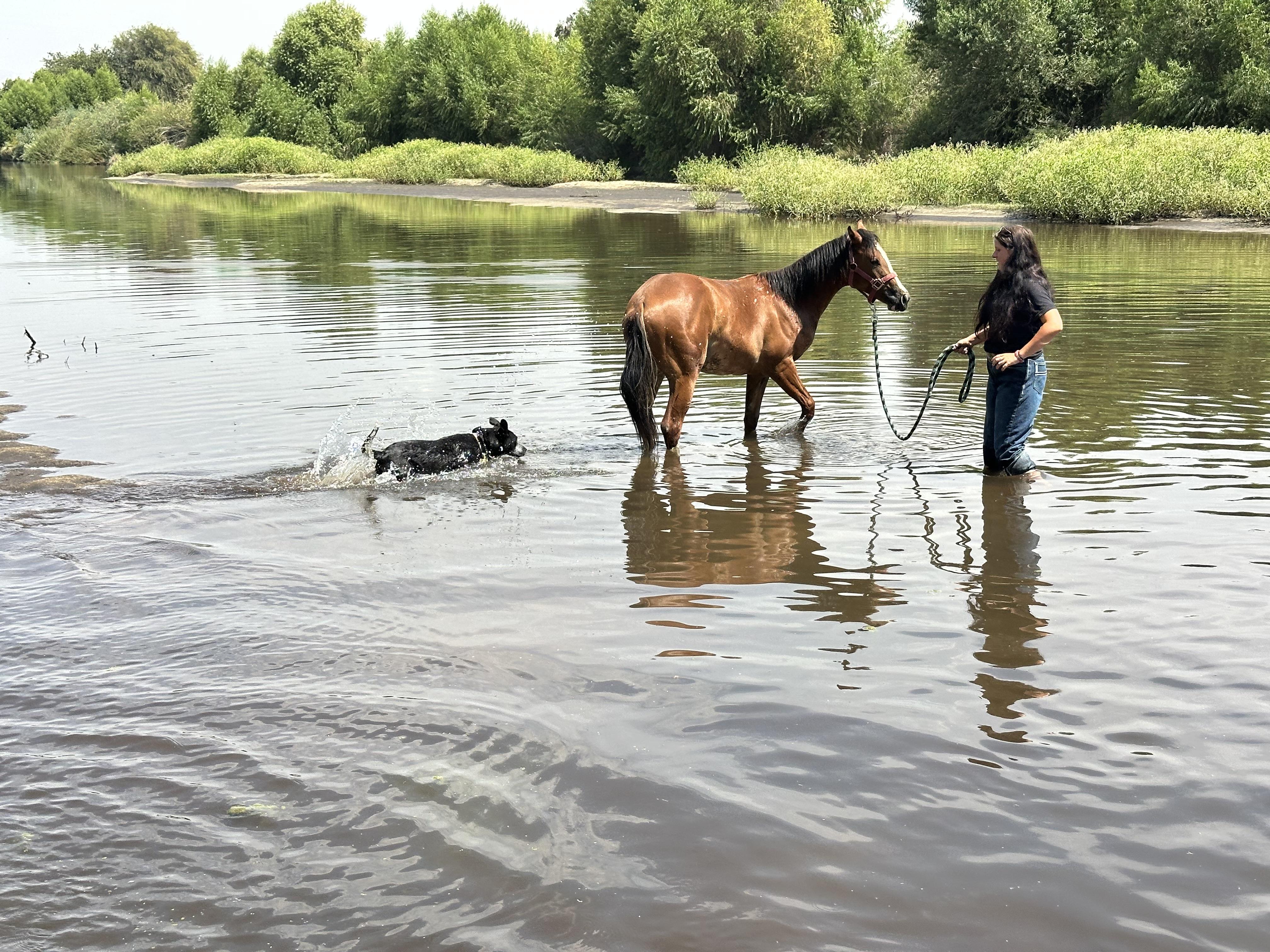 Josie, a Adoptable mixed breed in Bakersfield, CA image 4/5