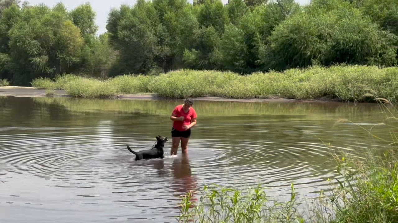 Enlarge Josie, a Adoptable mixed breed in Bakersfield, CA video 5/5