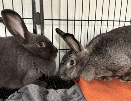 Enlarge Tinkerbell & Rapunzel Bonded Pair, a Adoptable mixed breed in East Brookfield, MA image 1/3