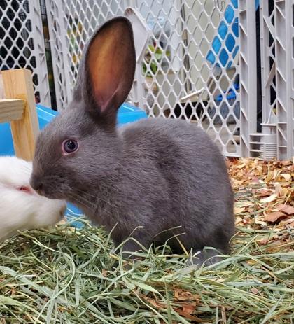 Enlarge Tinkerbell & Rapunzel Bonded Pair, a Adoptable mixed breed in East Brookfield, MA image 2/3