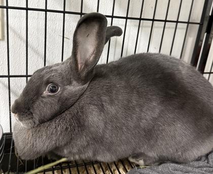 Enlarge Tinkerbell & Rapunzel Bonded Pair, a Adoptable mixed breed in East Brookfield, MA image 3/3