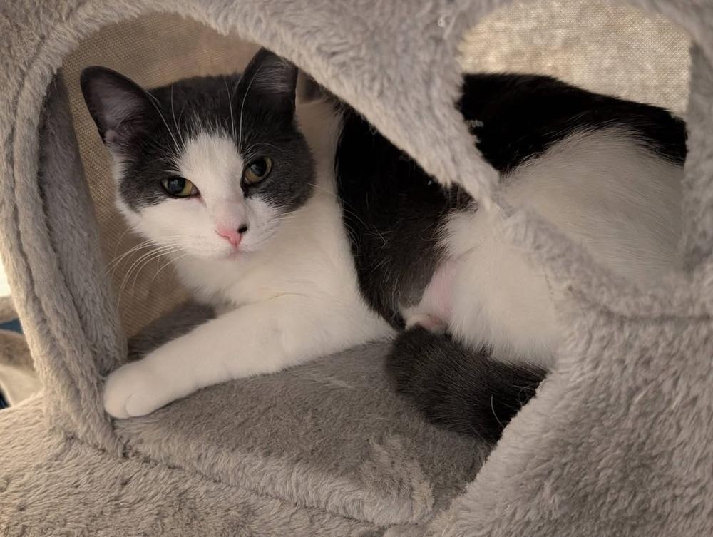 Enlarge Lucia, a Adoptable mixed breed in Poplar Grove, IL image 1/6