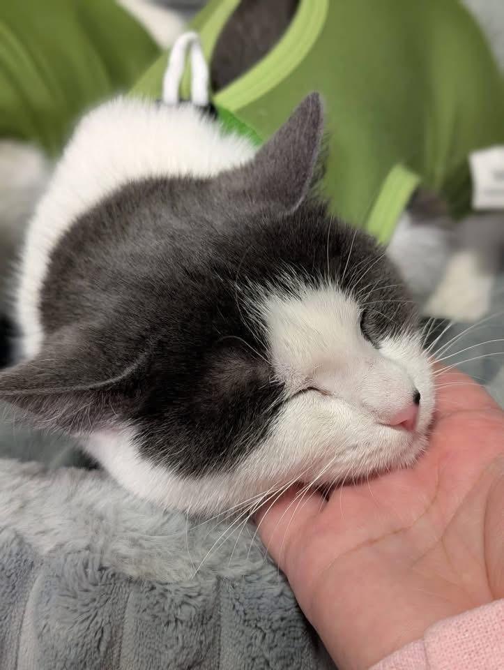 Enlarge Lucia, a Adoptable mixed breed in Poplar Grove, IL image 2/6