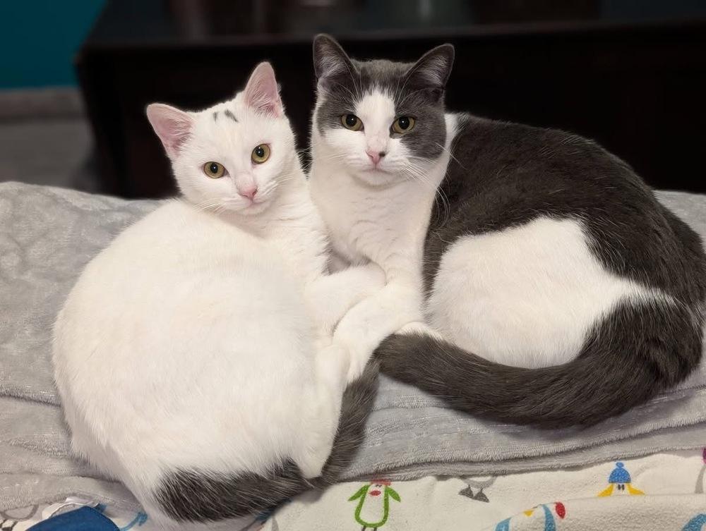 Enlarge Lucia, a Adoptable mixed breed in Poplar Grove, IL image 3/6