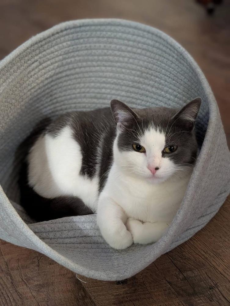 Enlarge Lucia, a Adoptable mixed breed in Poplar Grove, IL image 4/6