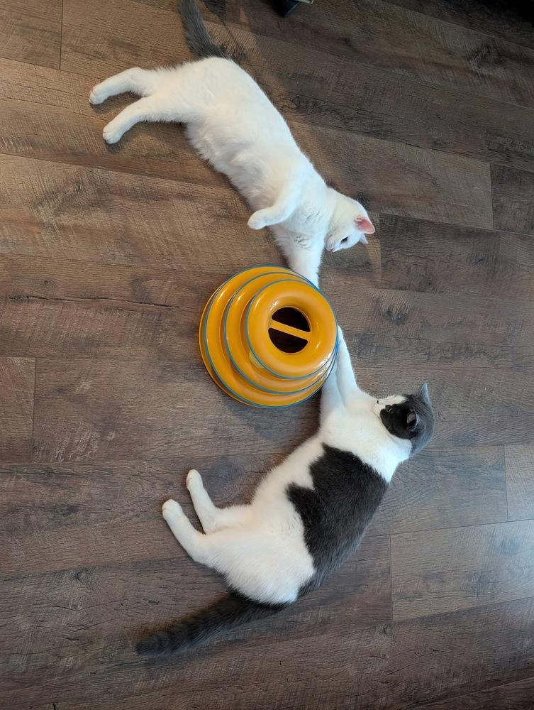 Enlarge Lucia, a Adoptable mixed breed in Poplar Grove, IL image 5/6