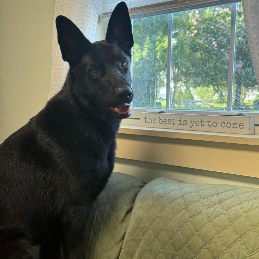 Enlarge Peanut, a Adoptable mixed breed in Windsor, VA image 1/6