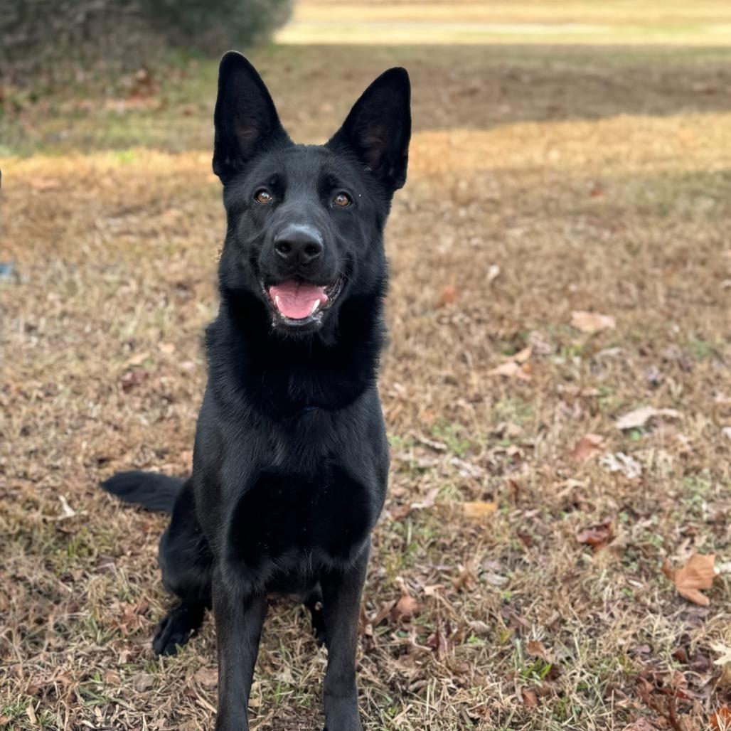 Enlarge Peanut, a Adoptable mixed breed in Windsor, VA image 2/6