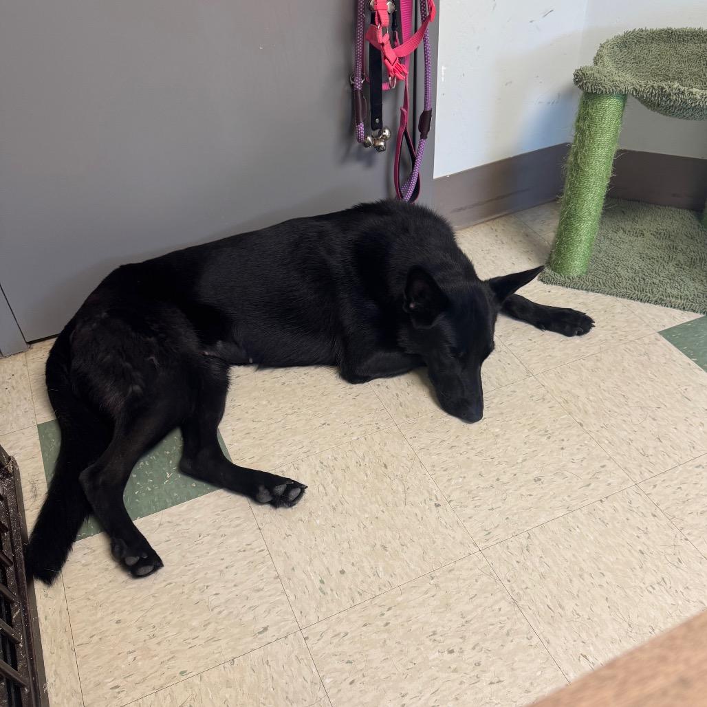 Enlarge Peanut, a Adoptable mixed breed in Windsor, VA image 3/6