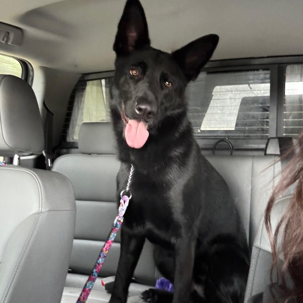 Enlarge Peanut, a Adoptable mixed breed in Windsor, VA image 4/6