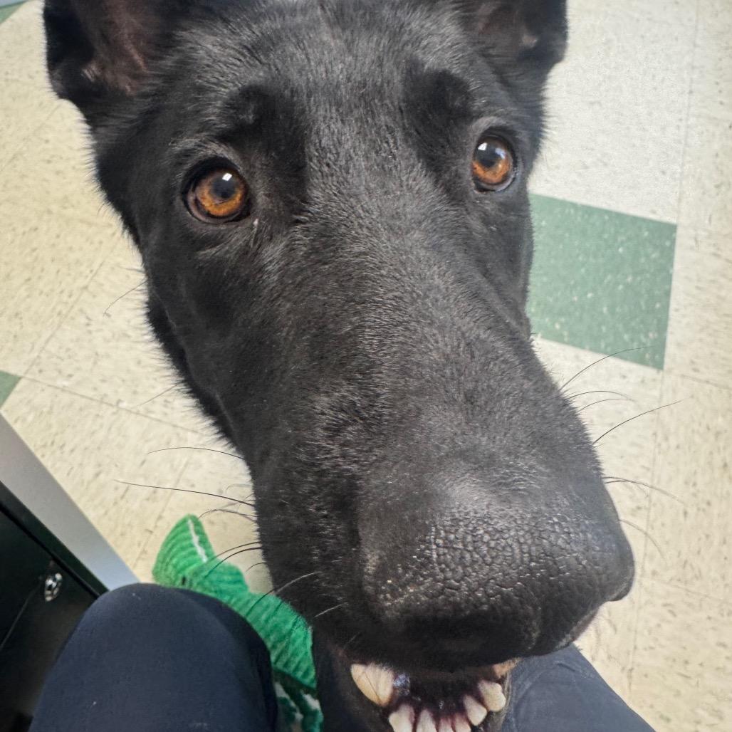 Enlarge Peanut, a Adoptable mixed breed in Windsor, VA image 5/6