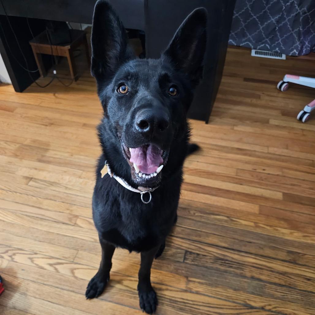 Enlarge Peanut, a Adoptable mixed breed in Windsor, VA image 6/6