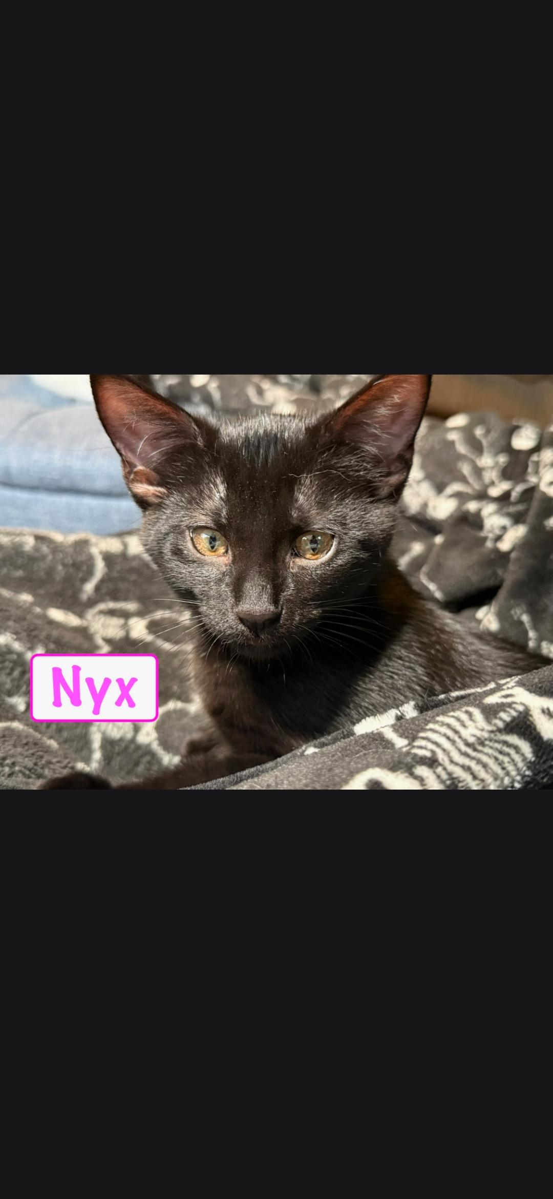 Nyx, a ADOPTABLE Domestic Short Hair in Medford, WI image 2/2