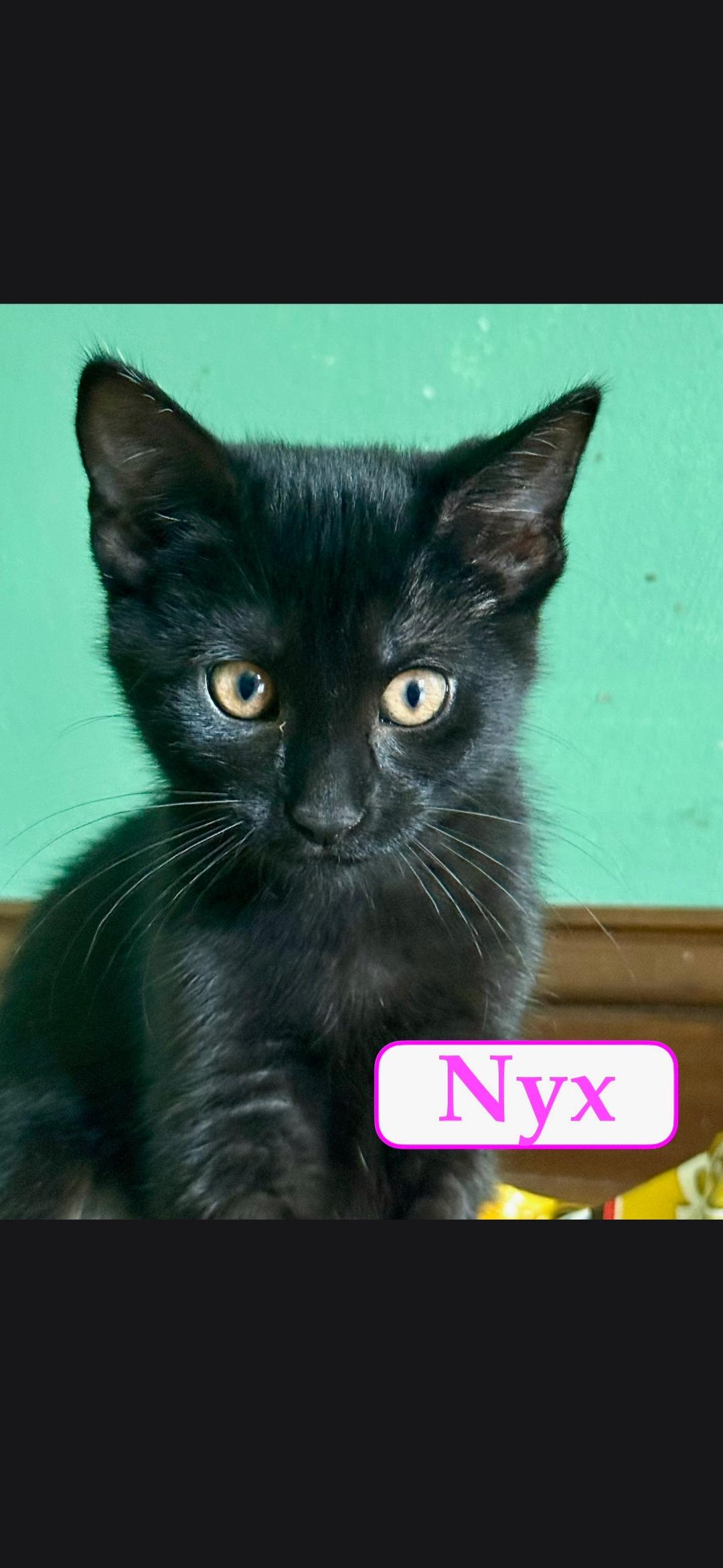 Nyx, ADOPTABLE, Kitten Female Domestic Short Hair.