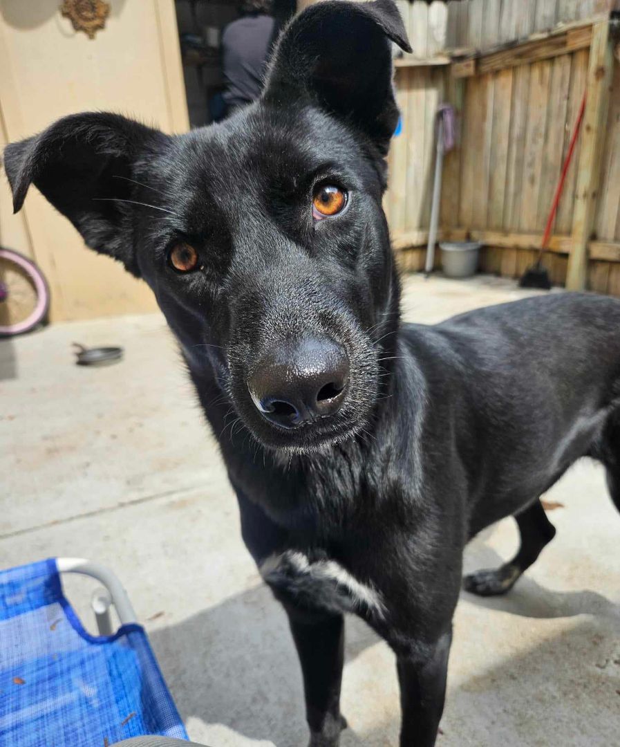 MIA, a Adopted mixed breed in Helena, MT image 1/8