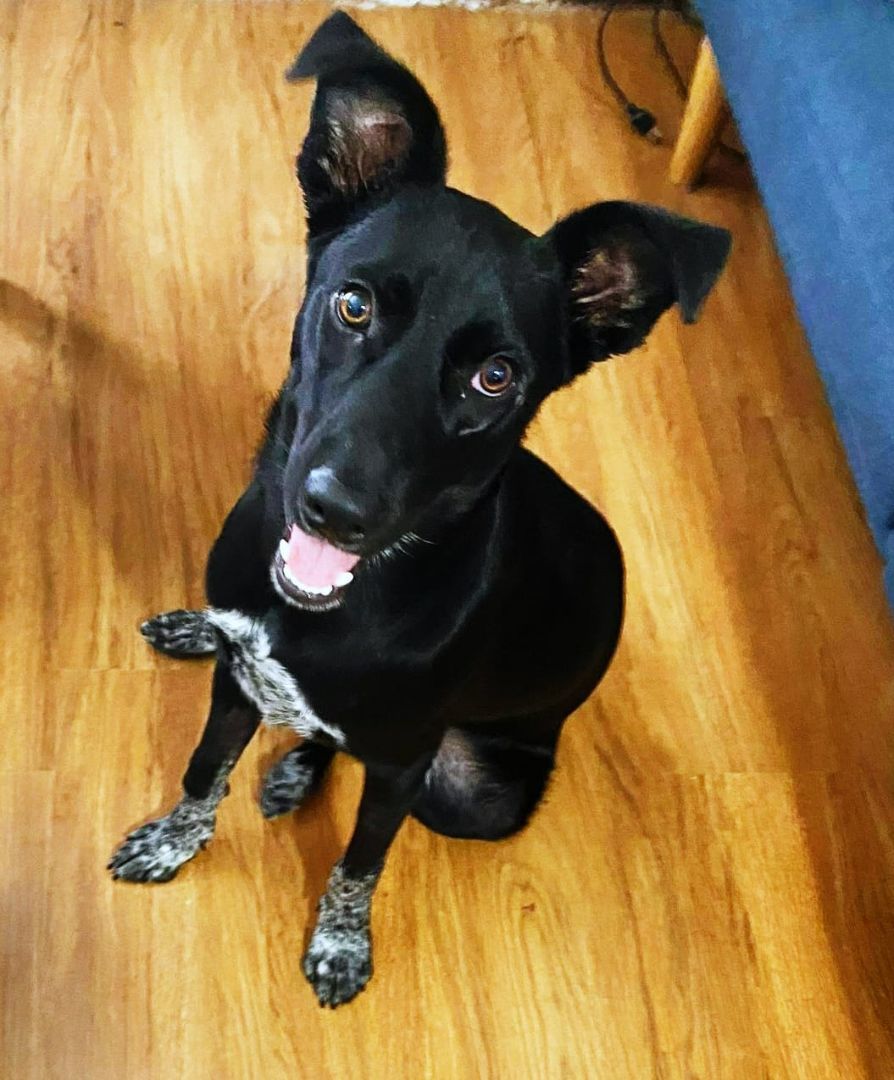 MIA, a Adopted mixed breed in Helena, MT image 2/8